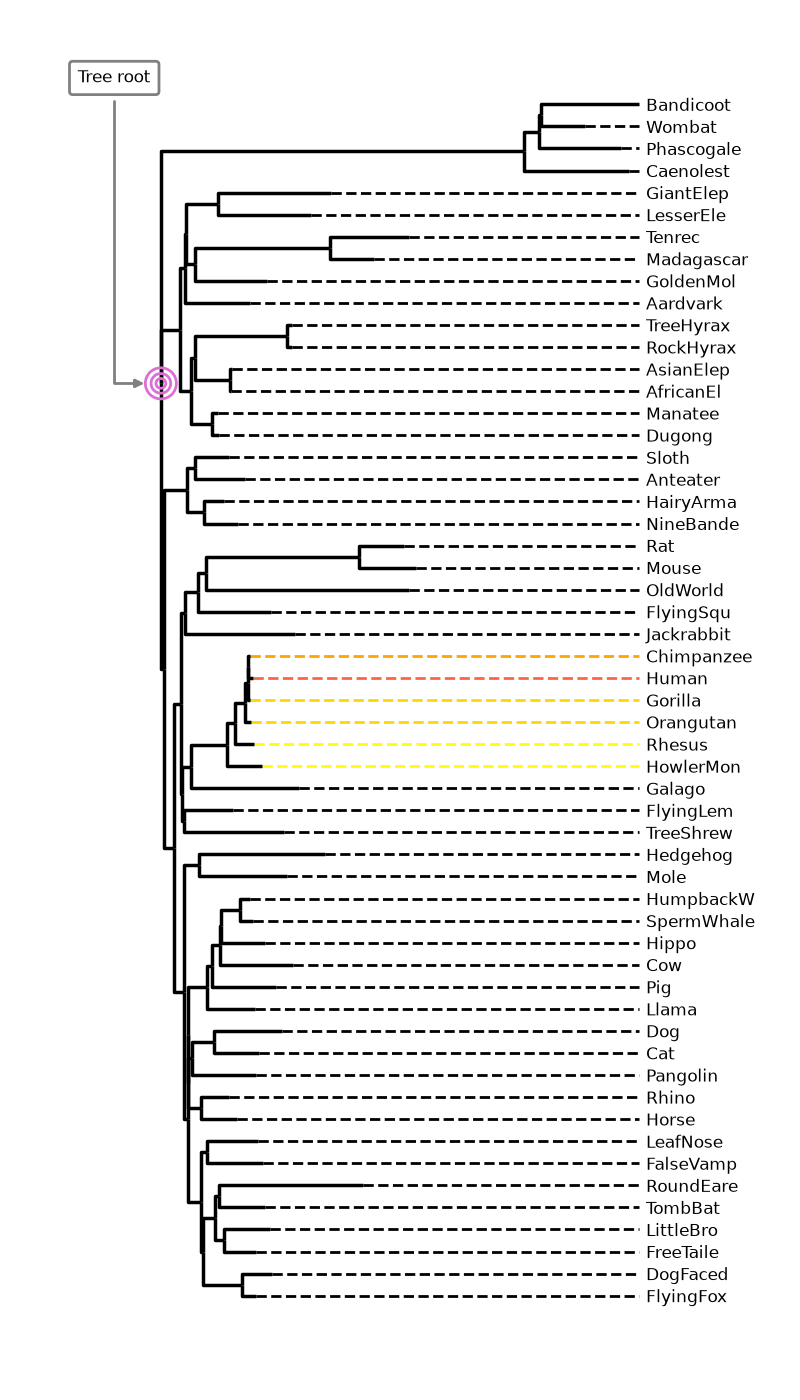 plot animal phylogeny