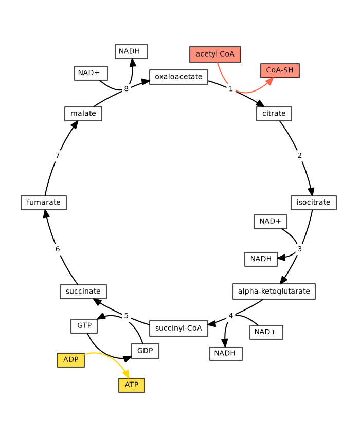 plot tca cycle